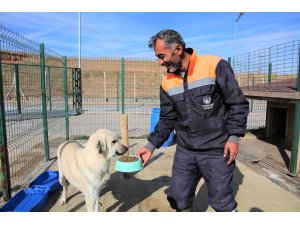 Sivas'ta sokak hayvanlarına özel bakım yapılıyor