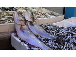 Balıkçıların ağına 10 kiloluk levrek takıldı