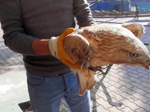 Yaralı şahin tedaviye alındı