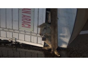 Koyunları taşıyan kamyon devrildi: 8 kuzu telef oldu
