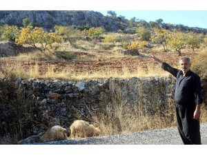 Gaziantep’te kurt dehşetinden kaçan 6 koyun halen bulunamadı