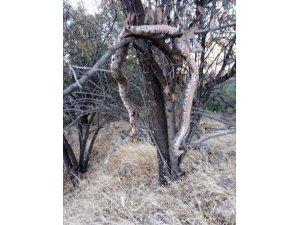 Dev yılanı öldürüp ağaca astılar