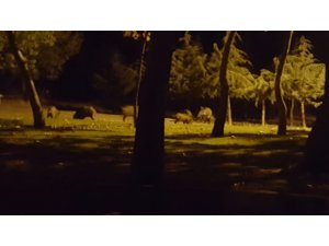 Isparta’da domuzlar mesireliğe indi