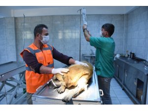 Yaralı köpek için seferber oldular