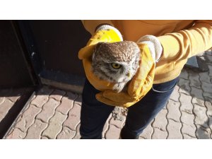 Yaralı baykuş koruma altına alındı