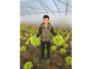 Suşehri'nde öğrencilerin yetiştirdiği marullar hasat edildi