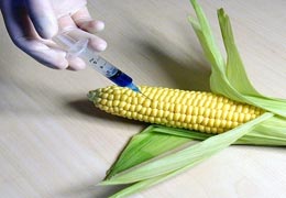 Antibiyotiğe dirençli GDO serbest