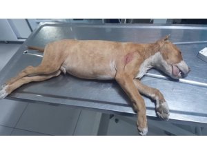 Tartıştığı gençlerin köpeğini bıçaklayarak öldürdü