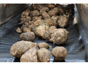 Çiftçiye 243 milyon TL pancar bedeli ödenecek