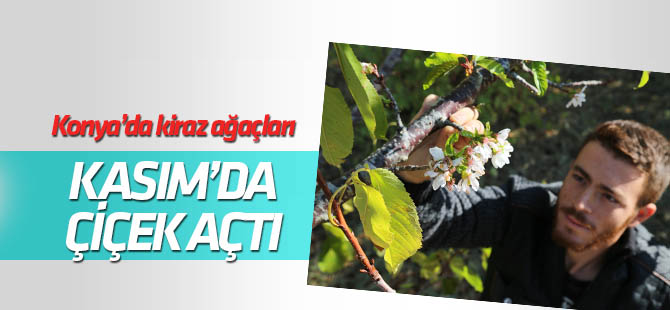 Konya Hadim'de kiraz ağaçları çiçek açtı