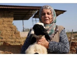 Koyunları çalınan Ayşe teyze, ’Koyunlarımı geri getirsinler" diye gözyaşı döktü