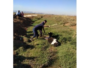 Bataklığa saplanan inek kurtarıldı