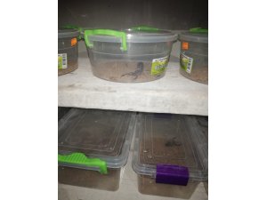 Mardin'de bir evde 217 akrep ele geçirildi