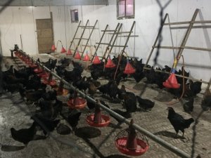 Büyükşehir’den çiftçilere yüzde 50 hibeli gezen tavuk desteği