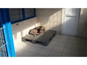 "Sokak hayvanlarını tek tek temizleyeceğim" diyen şahıs gözaltında