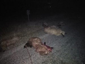 Minibüs sürüye daldı; şoför yaralandı, 30 koyun telef oldu