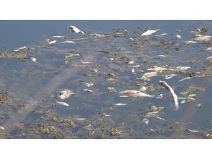 Antalya’da yüzlerce balık telef oldu