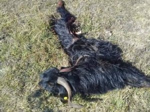 Kurtların saldırdığı 9 küçükbaş hayvan telef oldu