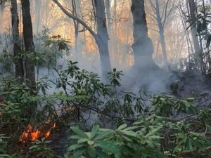 Fındık bahçesindeki kıvılcım ormana sıçradı