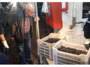 Erdek’te zeytin alımları sürüyor