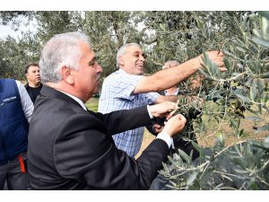 Vali zeytin hasadı yaptı
