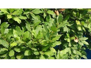 Hatay’dan Asya ve Avrupa ülkelerine defne yaprağı