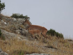 Usulsüz avlanılan av hayvanlarının etleri imha edildi