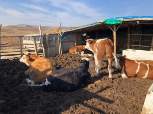 Hüyük'te orman köylülerine 5 yıl geri ödemeli düve desteği