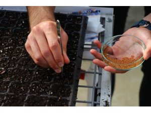 Cımbızla 8 bin süs bitkisi tohumu toprakla buluşturuldu