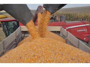 Devasa işletmede mısır hasadı başladı