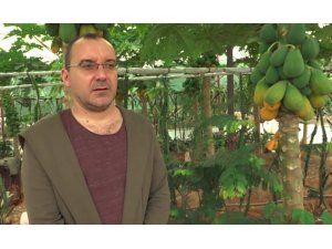 Okuduğu yalnız ada filmlerinde etkilenip papaya üretimine başladı