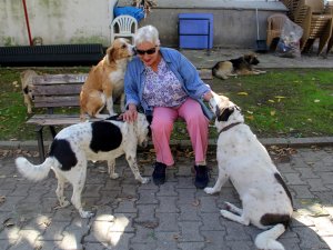 Sokak köpekleri "Filiz anne"nin yolunu gözlüyor