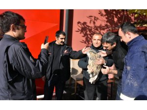 Yaralı puhu kuşu tedavi altına alındı