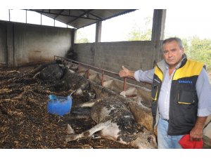 Osmaniye’de ahır yandı, 7 büyükbaş hayvan telef oldu