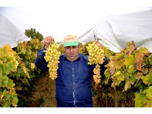 Üzüm üreticisi dünyaya açılmak için hava kargo istiyor
