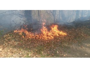 Ordu’da orman yangını