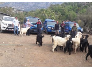 Kayıp dağ keçileri jandarma tarafından bulundu