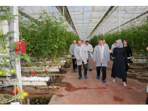 Vali Yazıcı, Burhaniye’de domates hasadı yaptı