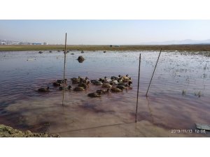 Kaçak yabani ördek avcısı yakalandı