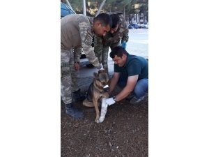 Türk Ordusu, her canlının yarasını sarıyor