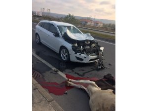 Otomobil başıboş gezen ineğe çarptı