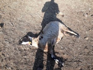 Kurtlar sürüye daldı, 20 koyun telef oldu