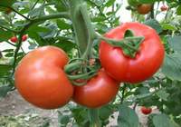 Domates astım riskini azaltıyor