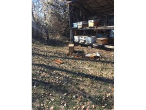 Daday’da köye kadar inen ayı, arı kovanını parçaladı