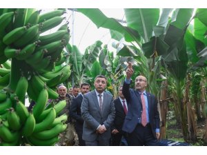 Vali Demirtaş, İmamoğlu’nda muz seralarını inceledi