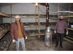 Köse’nin ilk mantar tesisini kurdu, ilk hasatta yarım ton ürün aldı