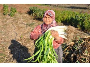 150 yıllık ata tohumlarıyla üretilen pırasa