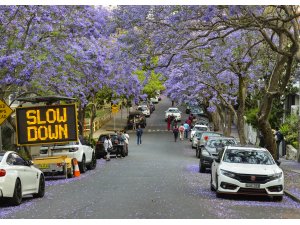 Sydney’i süsleyen mor güzellik: Jakaranda ağaçları