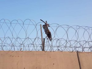 Hudut tellerine takılan şahinin imdadına Mehmetçik yetişti