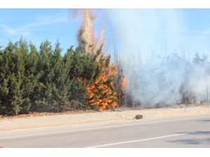 Kaynak kıvılcımı çam ağaçlarını yaktı